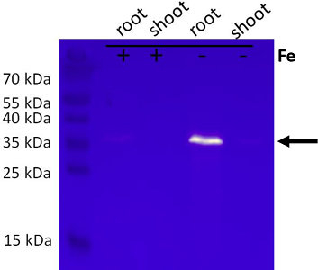KrP/Kelch repeat-containing protein/galactose oxidase (At3g07720) Antibody in Western Blot (WB)
