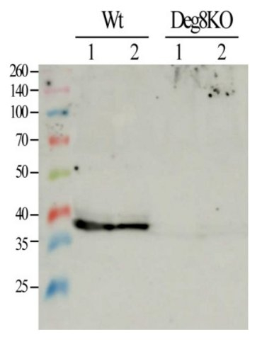 Deg8/protease Do-like 8 (chloroplastic) Antibody in Western Blot (WB)