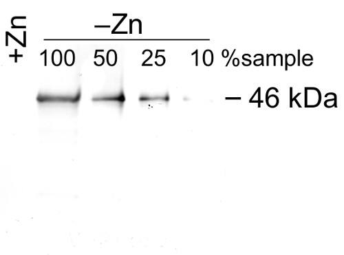 ZCP1/Zinc Chaperone Protein Antibody in Western Blot (WB)