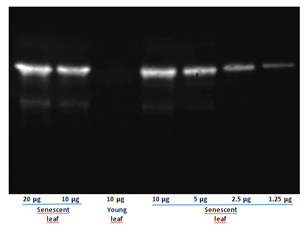 SAG12/Senescence-specific cysteine protease SAG12 Antibody in Western Blot (WB)