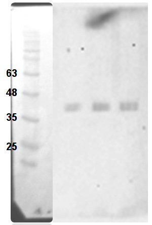 GOX/Glycolate oxidase 1,2,3 Antibody in Western Blot (WB)