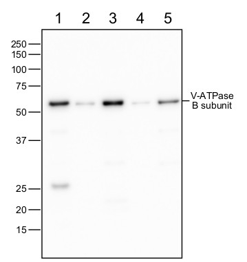 V-ATPase, B/vacuolar H-ATPase subunit B Antibody in Western Blot (WB)