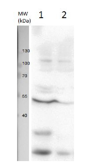 U1 snRNP protein A/U1 small nuclear ribonucleoprotein A Antibody in Western Blot (WB)