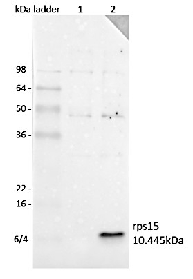 RPS15/30S ribosomal protein S15, chloroplastic Antibody in Western Blot (WB)