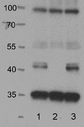 SnRK2.2, SnRK2.3, SnRK2.6/Ser/Thr-protein kinase SnRK Antibody in Western Blot (WB)