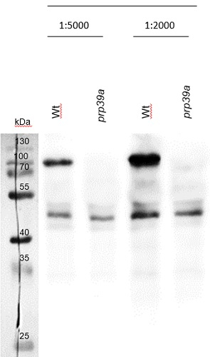 PRP39a/pre-mRNA-processing factor 39 Antibody in Western Blot (WB)