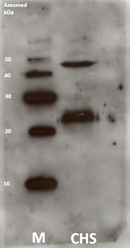 ChlG (G4)/Chlorophyll synthase (chloroplastic) Antibody in Western Blot (WB)