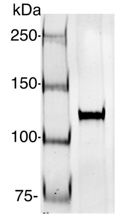 AGO1-PAZ/Argonaute 1 PAZ domain Antibody in Western Blot (WB)