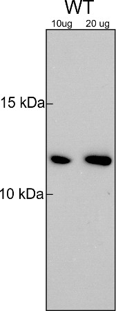 Trxf1/2/Thioredoxin F1/F2 (chloroplastic) Antibody in Western Blot (WB)