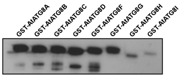 ATG8A-I/Autophagy-related protein 8A-I isoforms Antibody in Western Blot (WB)