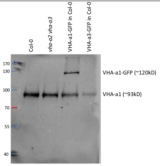 V-ATPase, a1/vacuolar H-ATPase subunit a isoform 1 Antibody in Western Blot (WB)