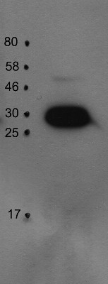 PsbO1/33 kDa of the oxygen evolving complex (OEC) of PSII Antibody in Western Blot (WB)