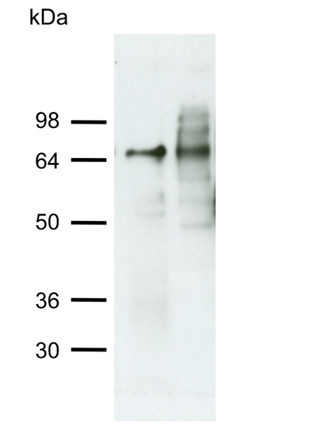ATG4/Autophagy protein 4 (algal) Antibody in Western Blot (WB)