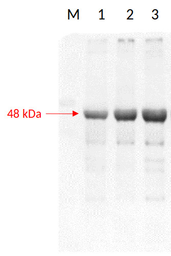 RPN6/26S proteasome non-ATPase regulatory subunit 9 Antibody in Western Blot (WB)