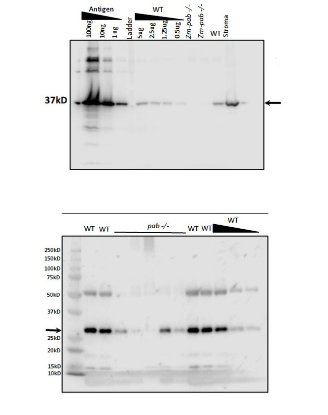 PAB/protein in chloroplast atpase biogenesis Antibody in Western Blot (WB)
