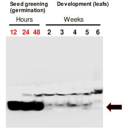 RIQ1/Reduced induction of non-photochemical quenching 1 Antibody in Western Blot (WB)