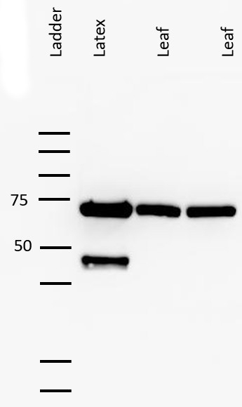 Linamarase Antibody in Western Blot (WB)
