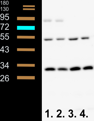Phly/DNA photolyase (At4g25290) Antibody in Western Blot (WB)
