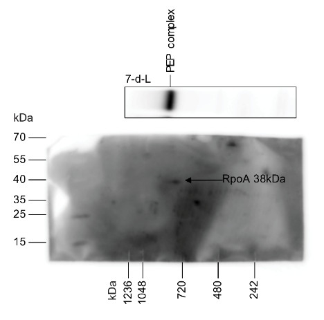 RpoA/RNA polymerase alpha subunit (chloroplast) Antibody in Western Blot (WB)