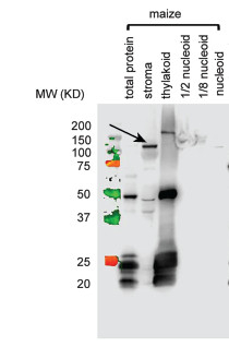 RpoB/RNA polymerase beta subunit (chloroplast) (maize) Antibody in Western Blot (WB)
