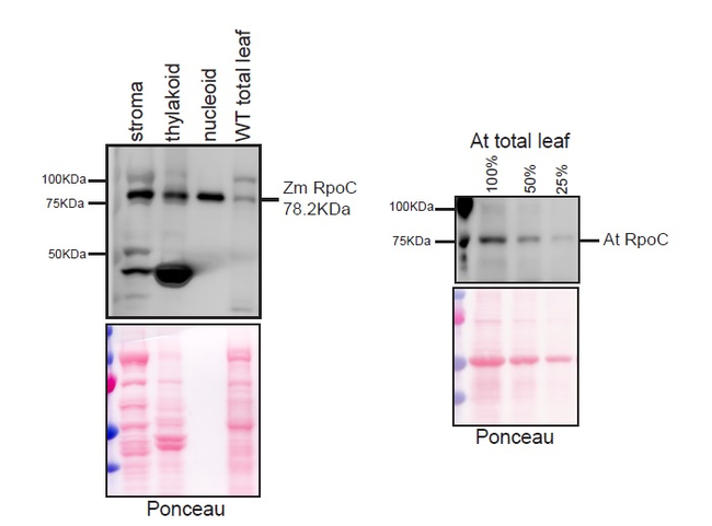 RpoC1/RNA polymerase beta subunit (chloroplast) Antibody in Western Blot (WB)