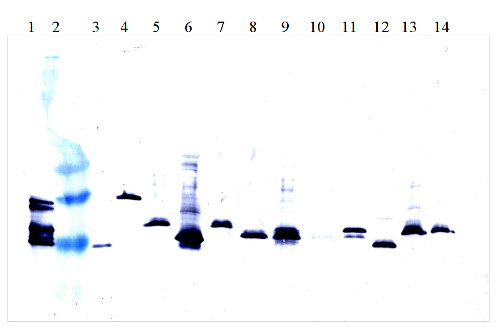 IFN alpha/Interferon alpha Antibody in Western Blot (WB)