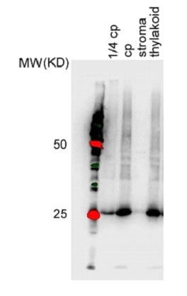 PSA3/Photosystem I Assembly 3 Antibody in Western Blot (WB)