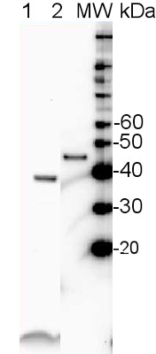 SBPase/Sedoheptulose-1,7-bis phosphatase Antibody in Western Blot (WB)