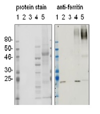 Ferritin 1-2 (plant) Antibody in Western Blot (WB)