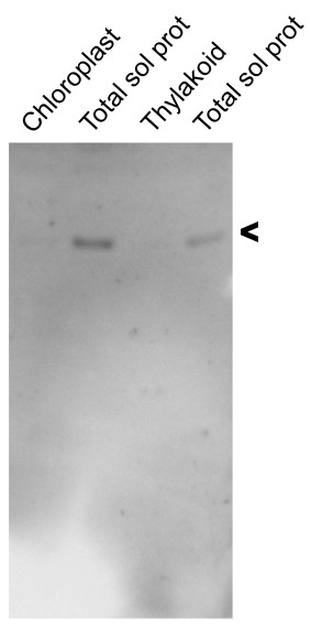 Lysine-tRNA ligase Antibody in Western Blot (WB)