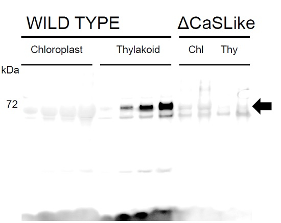Rhodanese/cell cycle control phosphatase superfamily protein Antibody in Western Blot (WB)