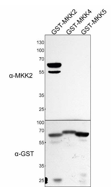 MKK2/Mitogen-activated protein kinase kinase 2 Antibody in Western Blot (WB)