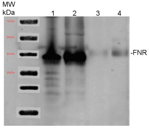 FNR/Ferredoxin-NADP+-oxidoreductase Antibody in Western Blot (WB)
