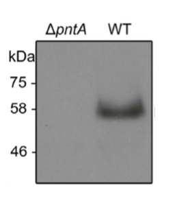 PntA (Slr1239)/Pyridine nucleotide transhydrogenase alpha-subunit Antibody in Western Blot (WB)