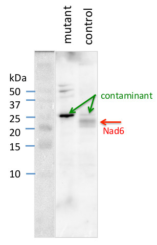 NAD6/NADH-ubiquinone oxidoreductase chain 6 Antibody in Western Blot (WB)