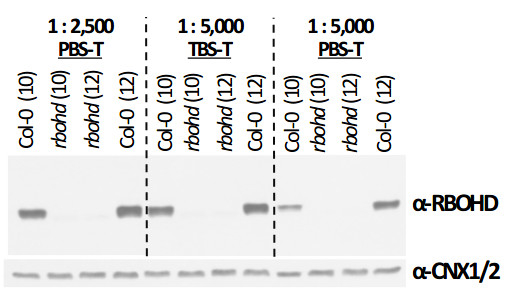 RBOHD/Respiratory burst oxidase homolog protein D Antibody in Western Blot (WB)