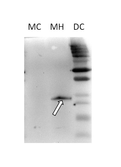 HSP26.5/Heat shock protein 26.5 (mitochondrial) Antibody in Western Blot (WB)