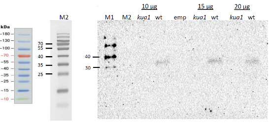 KUA1/MYB transcription factor Antibody in Western Blot (WB)