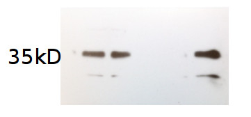 APX1/Ascorbate peroxidase (algal) Antibody in Western Blot (WB)