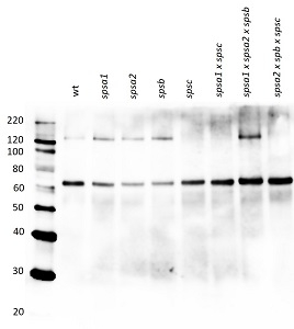 SPSC/Sucrose phosphate synthase isoform C Antibody in Western Blot (WB)