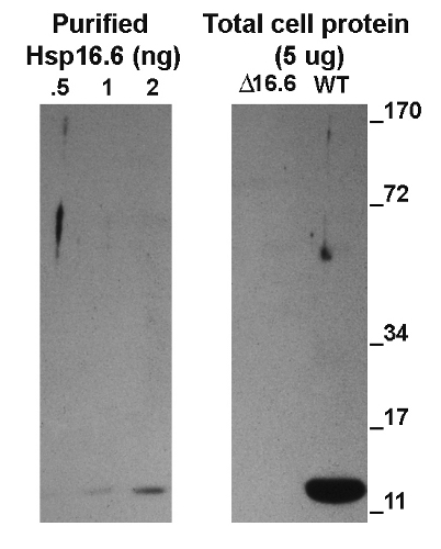 ACD/alpha crystalline domain of sHSP Antibody in Western Blot (WB)