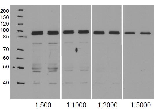 NodGS/Nodulin/glutamate-ammonia ligase-like protein Antibody in Western Blot (WB)
