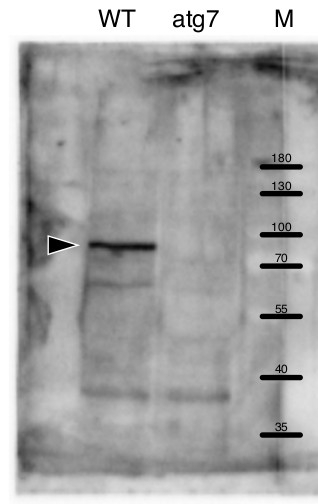 ATG7/Ubiquitin-like modifier-activating enzyme atg7 Antibody in Western Blot (WB)