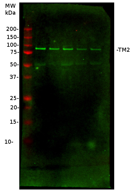 TM2/Tobacco mosaic virus resistance-2 Antibody in Western Blot (WB)
