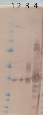 MDH2/Malate dehydrogenase 2 (mitochondrial) Antibody in Western Blot (WB)