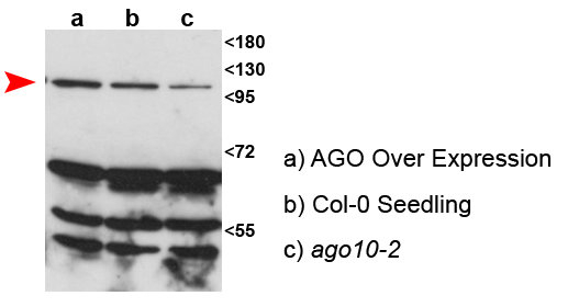 AGO10/Argonaute 10 Antibody in Western Blot (WB)