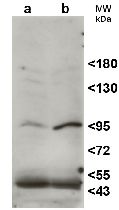 HEN1/HUA ENHANCER 1 Antibody in Western Blot (WB)