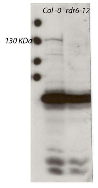 RDR6/RNA-dependent RNA polymerase 6 Antibody in Western Blot (WB)