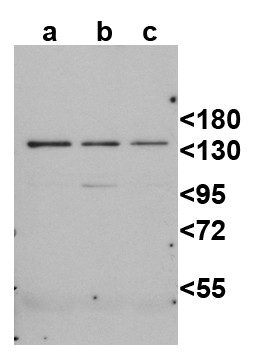 DCL2/Dicer-like protein 2 Antibody in Western Blot (WB)