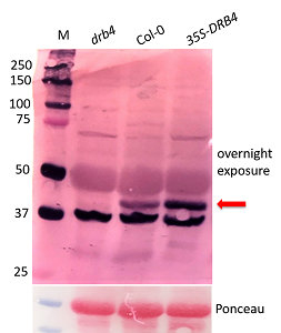 DRB4/Double-stranded RNA-binding protein 4 Antibody in Western Blot (WB)